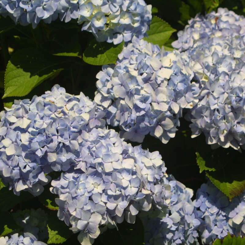 Gartenhortensie - Hydrangea macrophylla 'Endless Summer' - blau