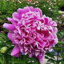Paeonia lactiflora 'Monsieur Jules Elie' - Pfingstrose