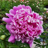 Paeonia lactiflora 'Monsieur Jules Elie' - Pfingstrose