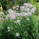 Saponaria officinalis - Gewöhnliches Seifenkraut