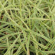 Carex 'Vanilla Ice': Bild 3/3