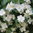 Philadelphus coronarius: Bild 1/3