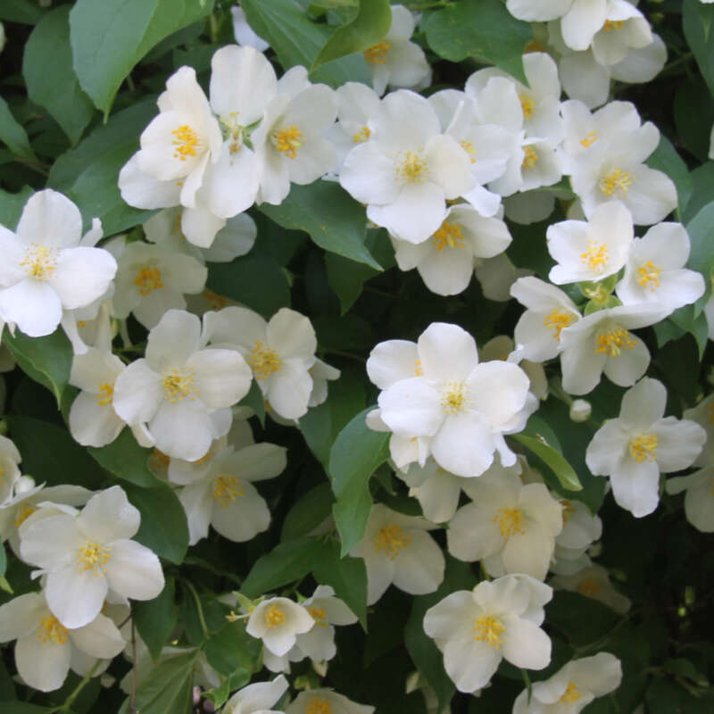 Pfeifenstrauch, Falscher Jasmin Philadelphus coronarius weiß