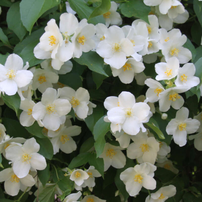 Pfeifenstrauch, Falscher Jasmin - Philadelphus coronarius