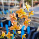 Epimedium pubigerum 'Orangekönigin' - Elfenblume