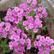 Androsace sarmentosa: Bild 1/4