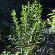 Ligustrum ovalifolium 'Miki': Bild 1/2