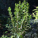 Ligustrum ovalifolium 'Miki' - Liguster
