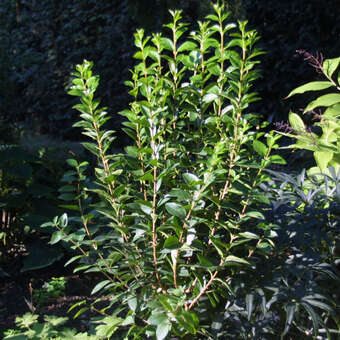 Ligustrum ovalifolium 'Miki'