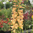 Digitalis purpurea 'Apricot Beauty': Bild 1/5
