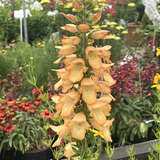 Digitalis purpurea 'Apricot Beauty' - Fingerhut