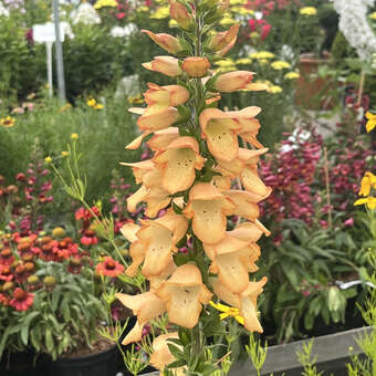 Digitalis purpurea 'Apricot Beauty'