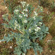 Crambe maritima: Bild 3/4