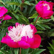 Paeonia lactifl. 'White Cap': Bild 5/7