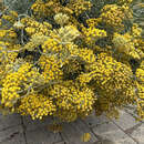 Helichrysum italicum - Currykraut