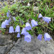 Campanula cochleariifolia: Bild 3/3