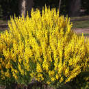 Genista tinctoria 'Royal Gold' - Königsgold-Ginster