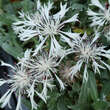 Centaurea pindicola 'Lobigowskii': Bild 4/4