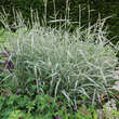 Phalaris arundinacea 'Feesey': Bild 3/4