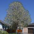 Prunus avium 'Plena': Bild 4/4