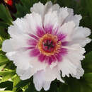 Paeonia Intersec. 'Rosy Prospects' - Pfingstrose Intersectional-Hybride