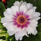 Paeonia Intersec. 'Rosy Prospects' - Pfingstrose Intersectional-Hybride