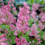 Heucherella 'Pink Revolution' - Zwerg-Purpurglöckchen