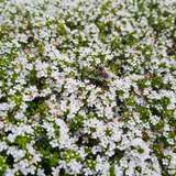 Thymus praecox 'Albiflorus' - Thymian