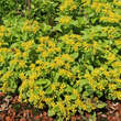 Sedum selskianum: Bild 2/9
