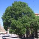 Ulmus glabra - Heimische Ulme