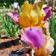 Iris germanica 'Jurassic Park': Bild 2/3