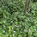 Houttuynia cordata - Molchschwanz