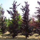 Fagus sylvatica 'Spaethiana' - Veredelte Blutbuche