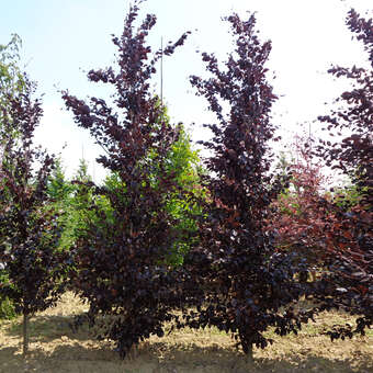 Fagus sylvatica 'Spaethiana'