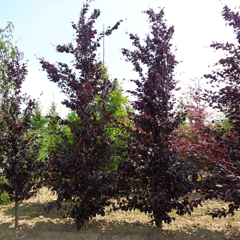 fargesia nitida black pearl pflege Fargesia nitida 'Black Pearl' / Schwarzer Bambus