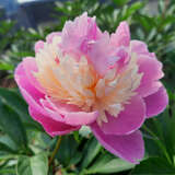 Paeonia lactiflora 'Sorbet' - Pfingstrose
