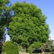 Fraxinus angustifolia 'Raywood': Bild 1/3