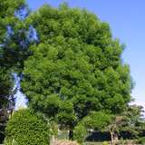 Fraxinus angustifolia 'Raywood' - Schmalblättrige Esche