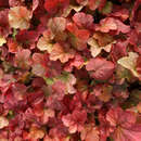 Heuchera 'Northern Exposure Amber' - Purpurglöckchen