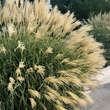 Miscanthus sinensis 'Adagio': Bild 2/4