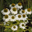 Echinacea purpurea 'Papallo Compact White' - Sonnenhut