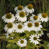 Echinacea purpurea 'Papallo Compact White' - Sonnenhut