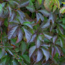 Parthenocissus quinquefolia engelmannii - Wilder Wein