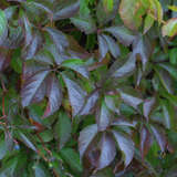 Parthenocissus quinquefolia engelmannii - Wilder Wein