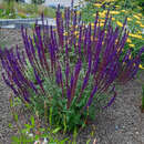 Salvia nemorosa 'Caradonna' - Ziersalbei
