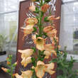 Digitalis purpurea 'Apricot Beauty': Bild 3/5