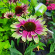 Echinacea purpurea 'Sweet Sandia': Bild 2/2