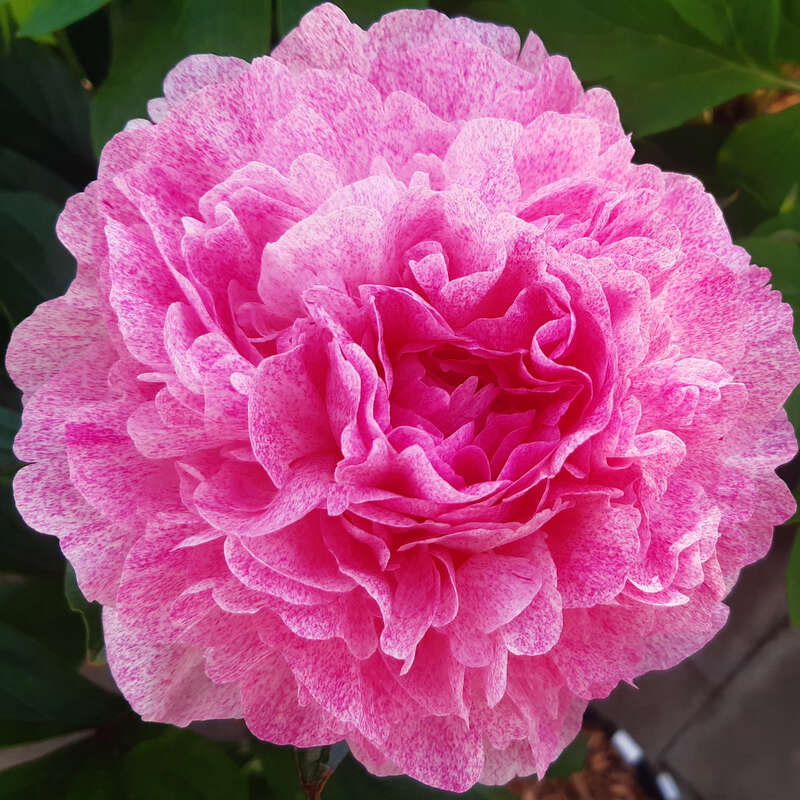 Pfingstrose - Paeonia lactifl. 'The Fawn'