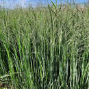 Panicum virgatum 'Northwind' - Rutenhirse