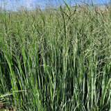 Panicum virgatum 'Northwind' - Rutenhirse
